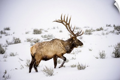 Large Bull Elk, Yellowstone National Park, Wyoming