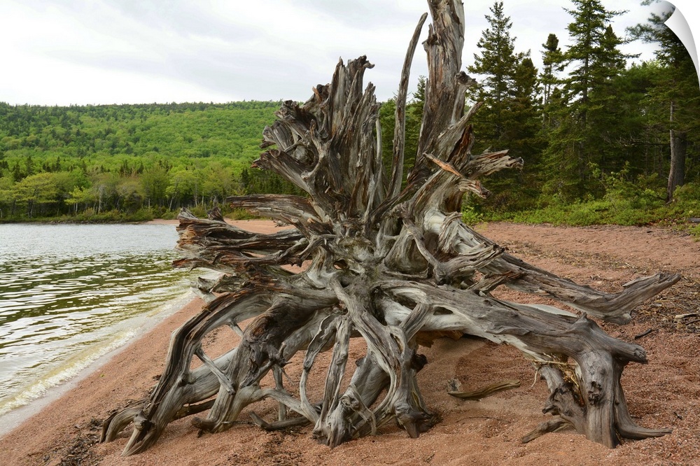 Large driftwood tree on the Warren Lake beach, in Cape Breton Highlands National Park. Warren Lake Beach, Cape Breton High...