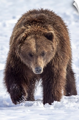Large Male Brown Bear Walks In Snow, Alaska Wildlife Conservation Center, Alaska