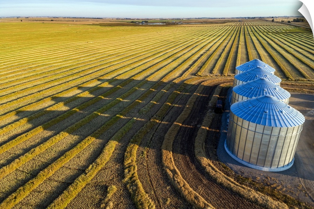 Aerial view of four large metal grain bins and canola harvest lines at sunset with long shadows; Alberta, Canada
