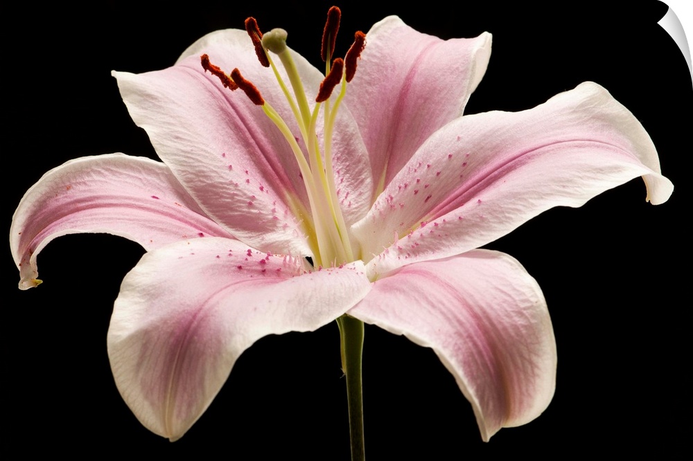 Large pink lily flower with black background.