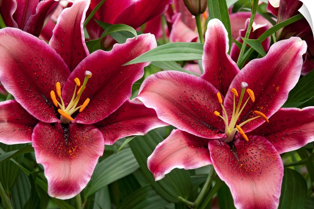 Large red lily flowers.