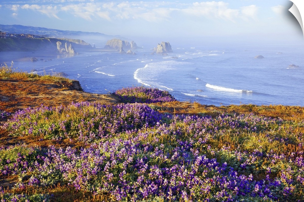 21 Jun 2011, Bandon, Oregon, USA --- Morning light adds beauty to wildflowers and fog covered rock formations at Bandon St...
