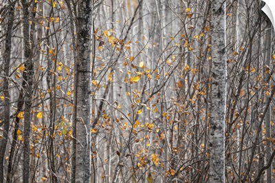 Last Of The Leaves On The Trees In A Forest In Autumn, Thunder Bay, Ontario, Canada