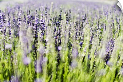 Lavender (Lavandula Angustifolia) Sprigs Growing In Field
