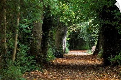 Leaf covered pathway in dense forest, Cahir, County Tipperary, Ireland