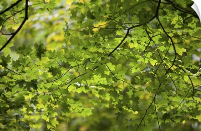 Leafy Branches, Muskoka, Ontario, Canada