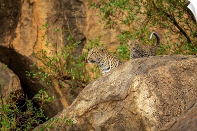 Leopard And Cub Look Out From Rock, Kenya