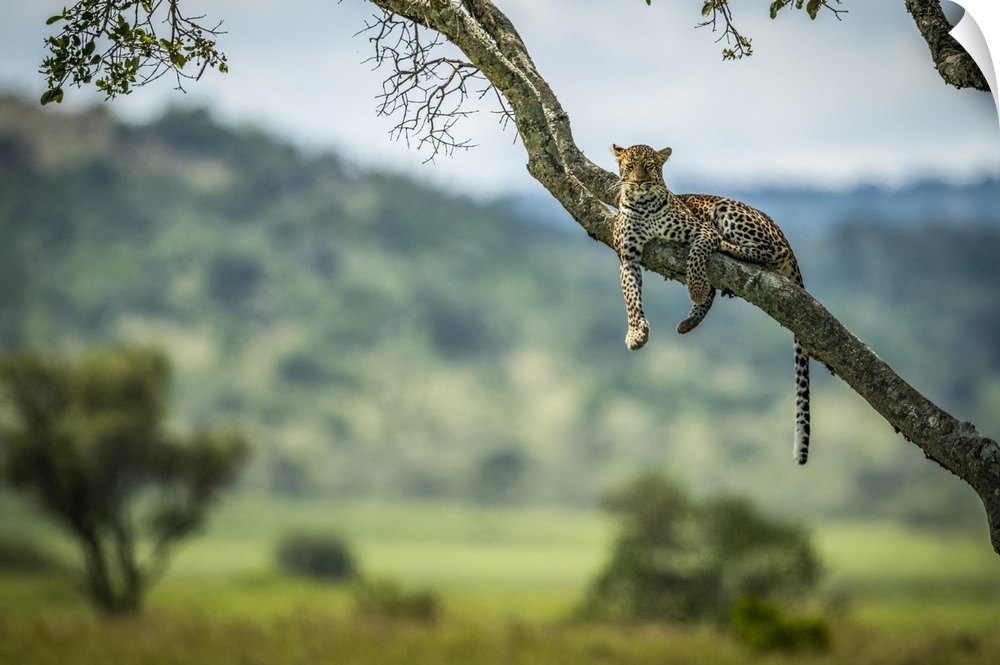 Leopard (Panthera pardus) lies on diagonal branch facing camera, Klein's Camp, Serengeti National Park; Tanzania