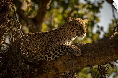 Leopard Looking For Prey, Maasai Mara National Reserve, Kenya