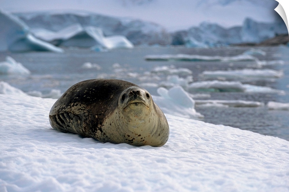 Leopard seal laying on ice pack, antarctica, summer.