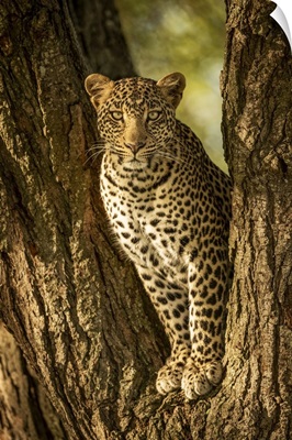 Leopard, Serengeti National Park, Tanzania