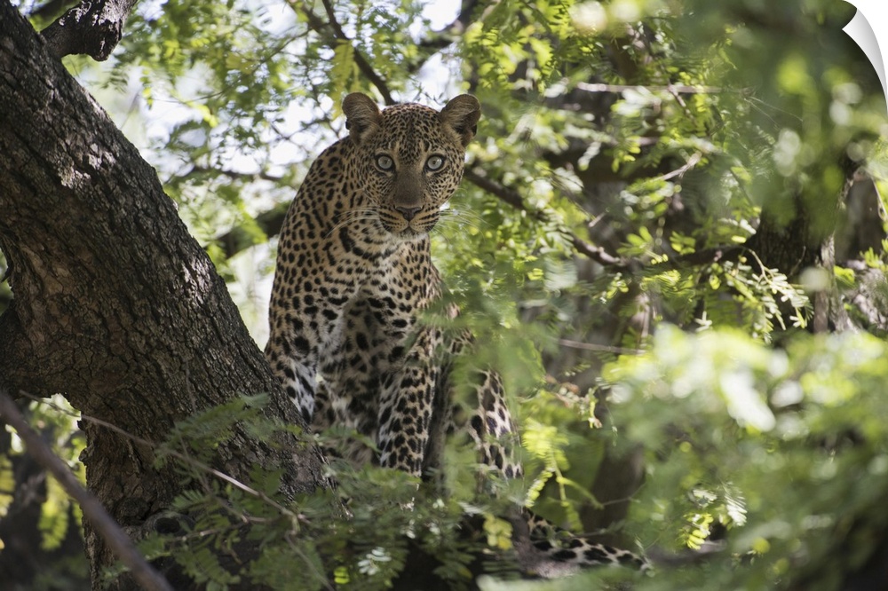Leopard Staring From Tree In Lake Manyara National Park, Tanzania