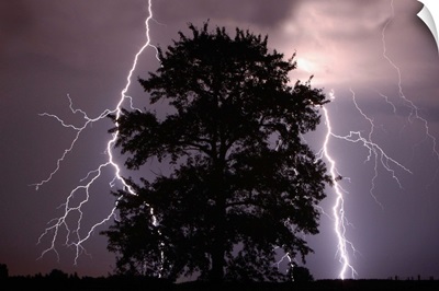 Lightning Strikes In The Sky Behind A Tree; Alberta, Canada