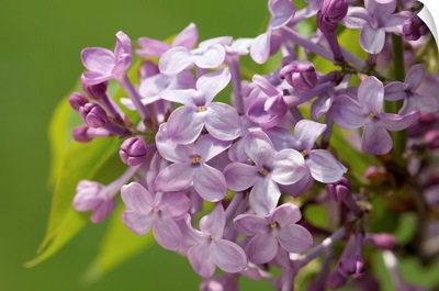 Lilac Flowers In The Spring, Jamaica Plain, Massachusetts