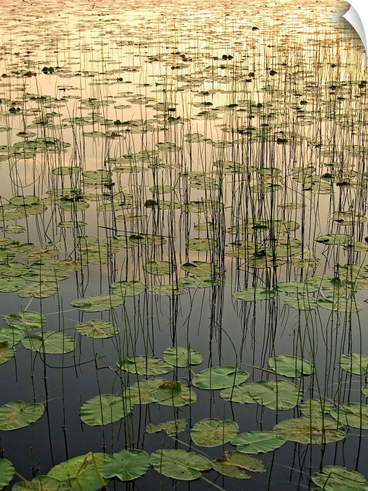 Portrait, vertical photograph of Deadman Lake full of lily pads at Sunset, in Tetlin, Southecentral Alaska.