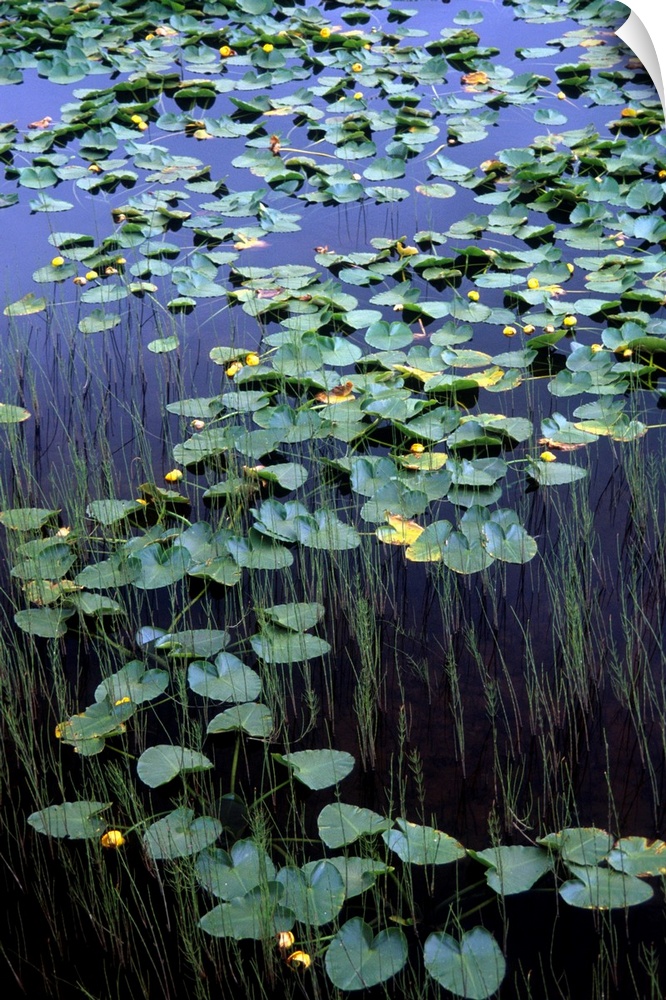 Lily pads in the marshes near Portage Valley and along Turnagain Arm Southcentral Alaska
