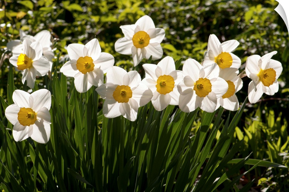 Line of spring daffodils, Narcissus species, in flower in springtime.