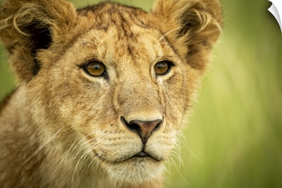 Lion Cub Head And Shoulders, Serengeti National Park, Tanzania