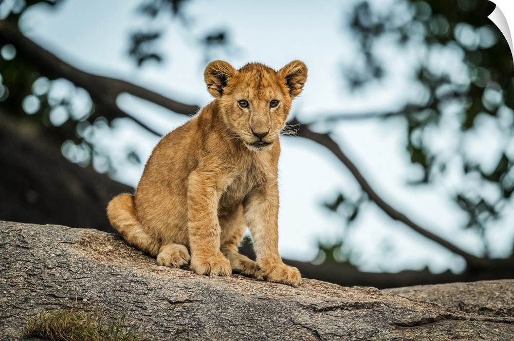 Lion cub (Panthera leo) sits on rock by tree, Serengeti; Tanzania