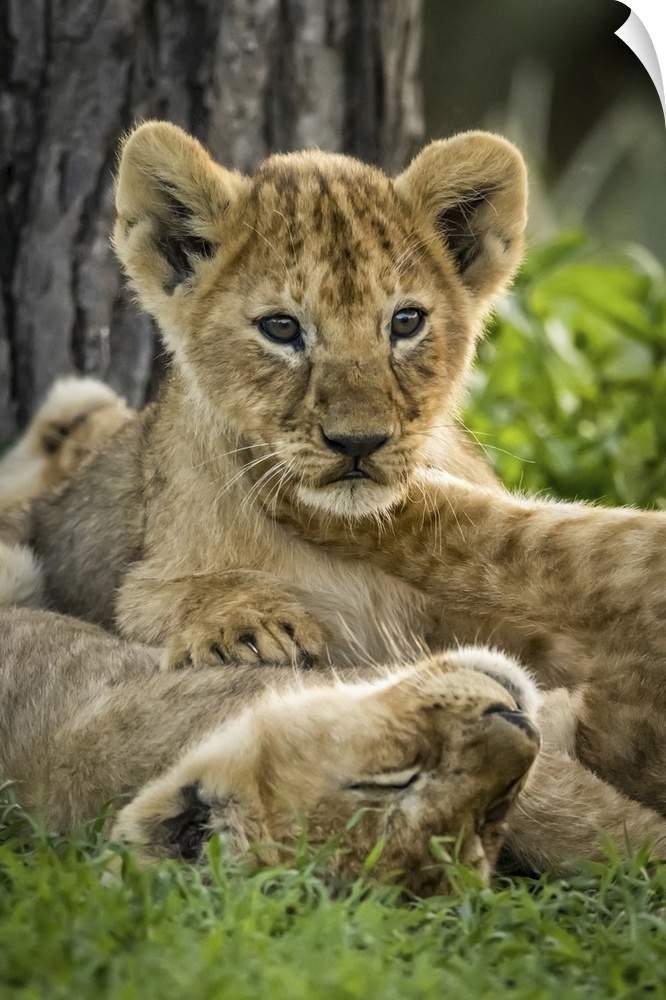Lion (panthera leo) cubs lying in grass by tree, Serengeti national park, Tanzania.