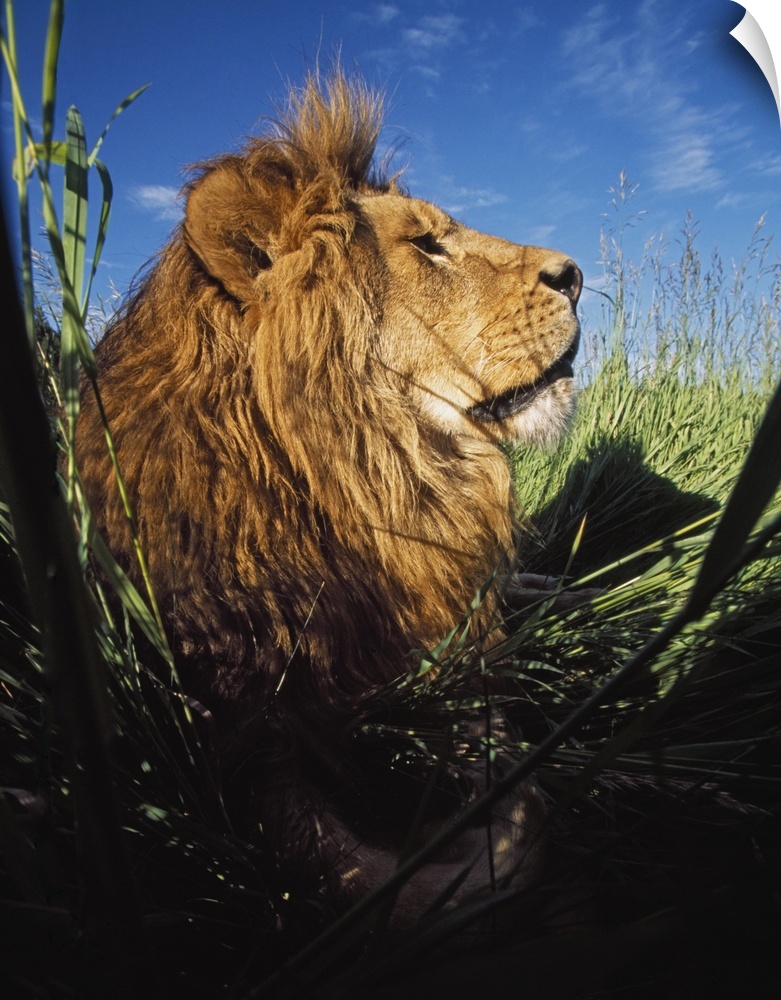 Lion (Panthera Leo) With Big Mane Laying In Tall Green Grass