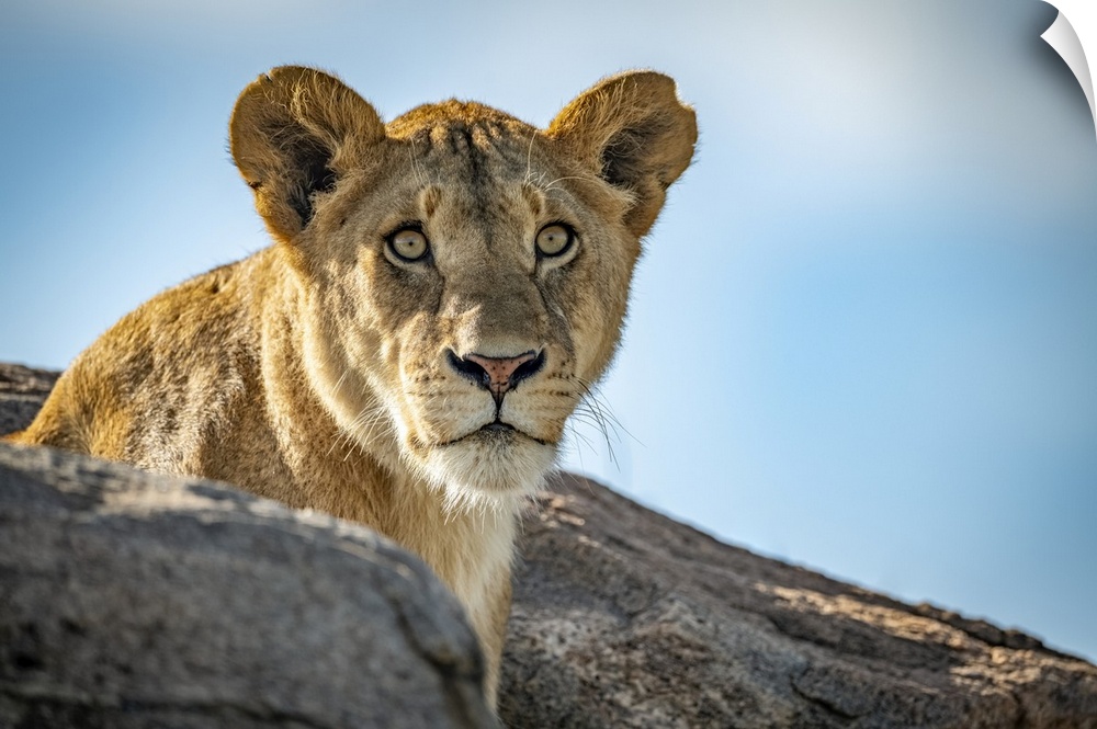 Lioness (Panthera leo) sits looking out over rocky boulders, Klein's Camp, Serengeti National Park; Tanzania