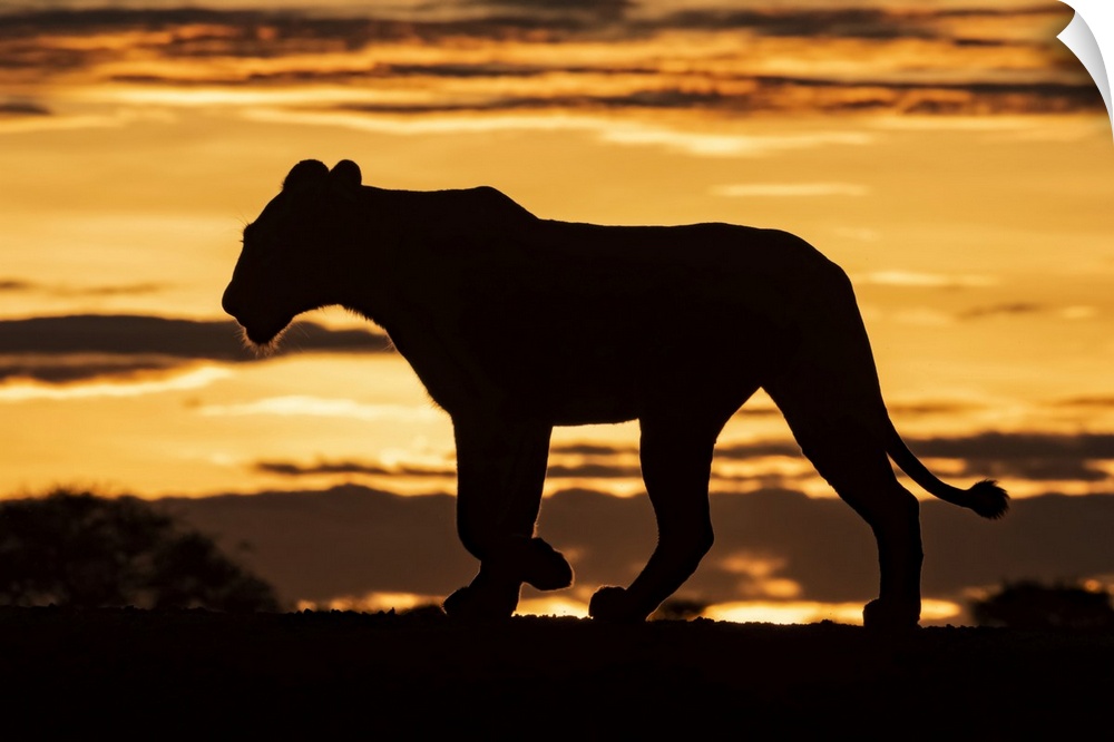 Silhouette of lioness (Panthera leo) at sunrise crossing ridge, Grumeti Serengeti Tented Camp, Serengeti National Park; Ta...