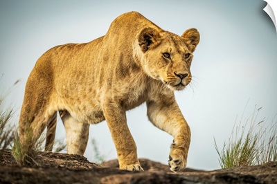 Lioness Walks On Rock Under Blue Sky, Maasai Mara National Reserve, Kenya