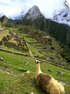 Llama At Machu Picchu