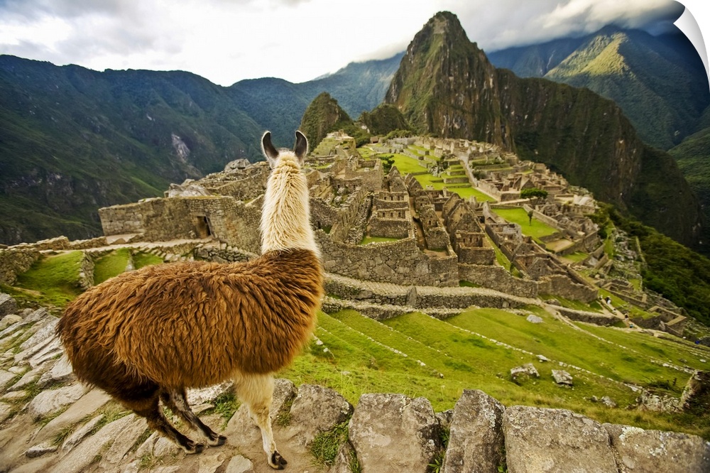 Llama Looks Over At Reconstructed Stone Buildings On Machu Picchu, Peru