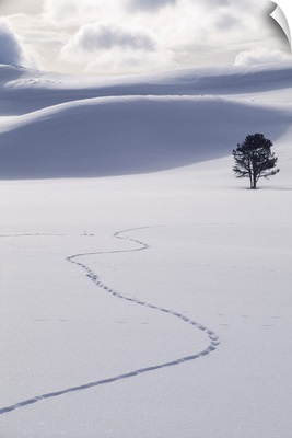Lodgepole Pine Tree And Coyote Tracks In Snow, Yellowstone National Park, Wyoming