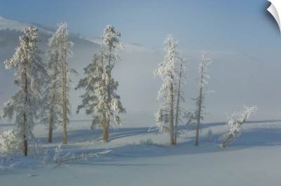 Lodgepole Pines And Snow In The Mist