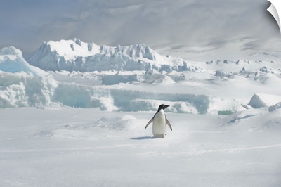 Lone Adelie Penguin Standing On Icy Tundra At Cierva Cove, Hughes Bay Adelie, Antarctica