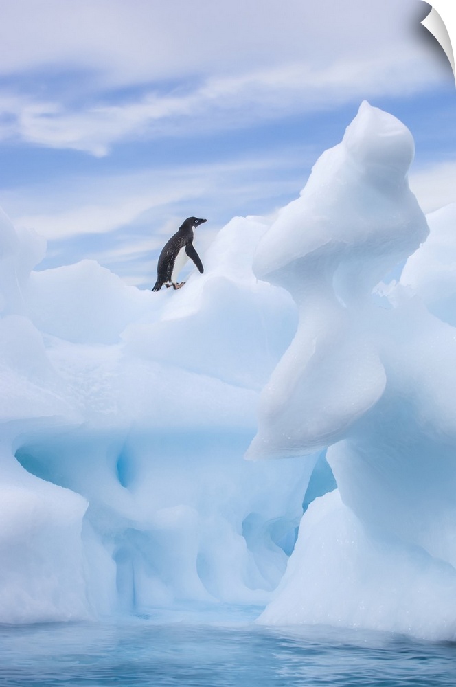 Lone Adelie penguin (Pygoscelis adeliae) standing on spiral sea ice sculpture looking upward to the soft blue sky, taken f...