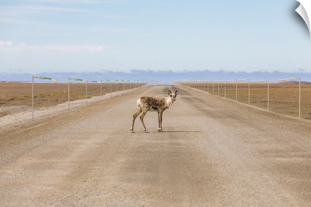 A lone caribou (Rangifer tarandus) stands in the Dalton Highway; Alaska, United States of America
