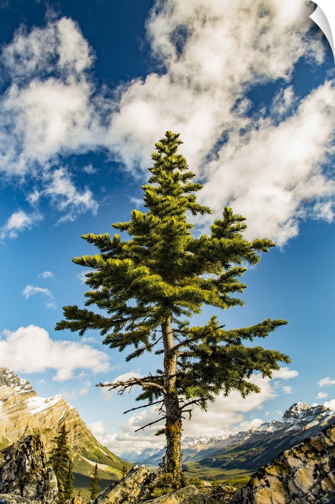 A lone coniferous tree grows along a rocky ridge in the Rocky Mountains, Banff National Park; Alberta, Canada