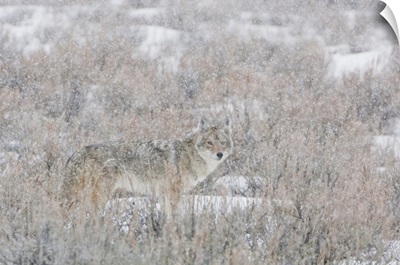 Lone Coyote Standing In The Middle Of A Field, Yellowstone National Park