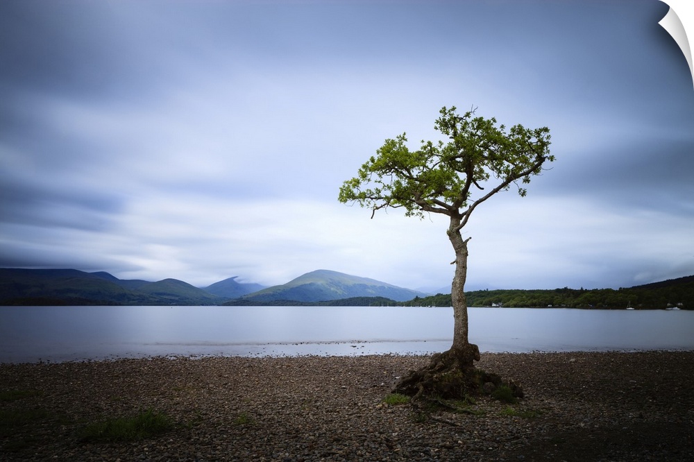 Lone tree at Milarrochy Bay on Loch Lomond.