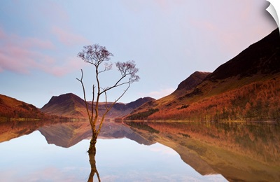Lone Tree In Lake, Lake Buttermere, Lake District, England