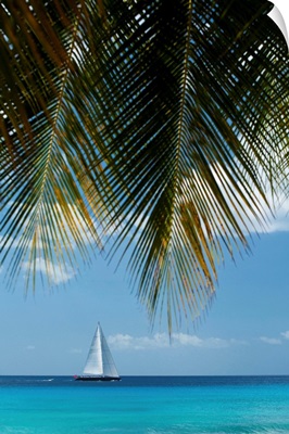 Looking Through Palm Trees To Large Yacht Off The West Coast Of Barbados
