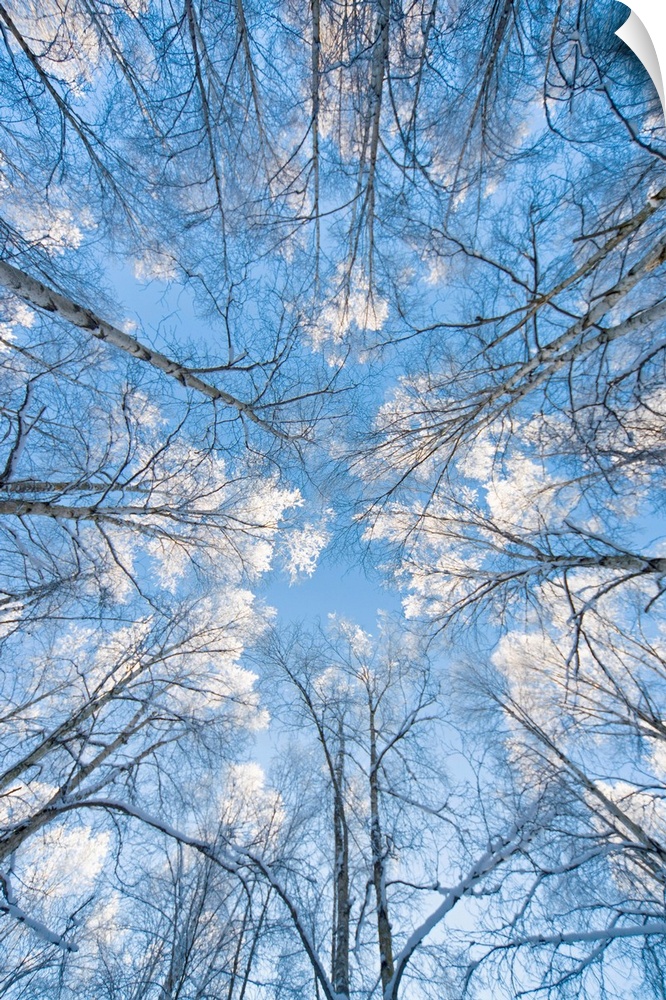 Huge photograph taken from the ground pointing upward shows the tops of bare trees extending into a bright sky scattered w...