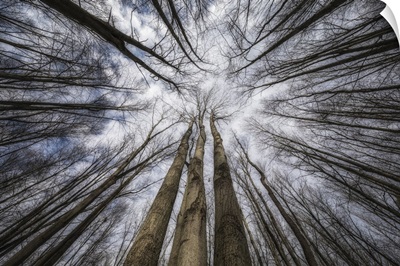 Looking Up Through The Trees To The Sky; Strathroy, Ontario, Canada
