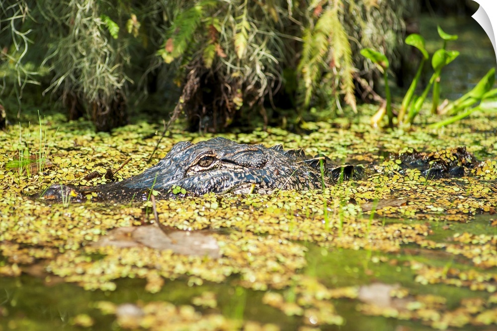 Louisiana, Alligator in swamps, Breaux Bridge