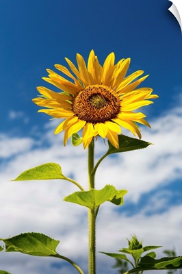 Low angle close up of a sunflower with blue sky and clouds, Alberta, Canada