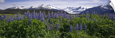Lupine Blooms In The Wetlands Near Mendenhall Glacier, Southeast Alaska