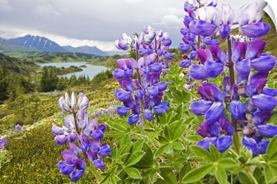 Lupine Flowers Near Lost Lake, Seward, Chugach National Forest, Southcentral, Alaska
