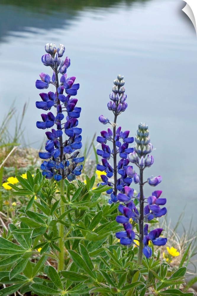 Big, vertical, close up photograph of several lupine flowers surrounded by grass, at the edge of calm water in the backgro...
