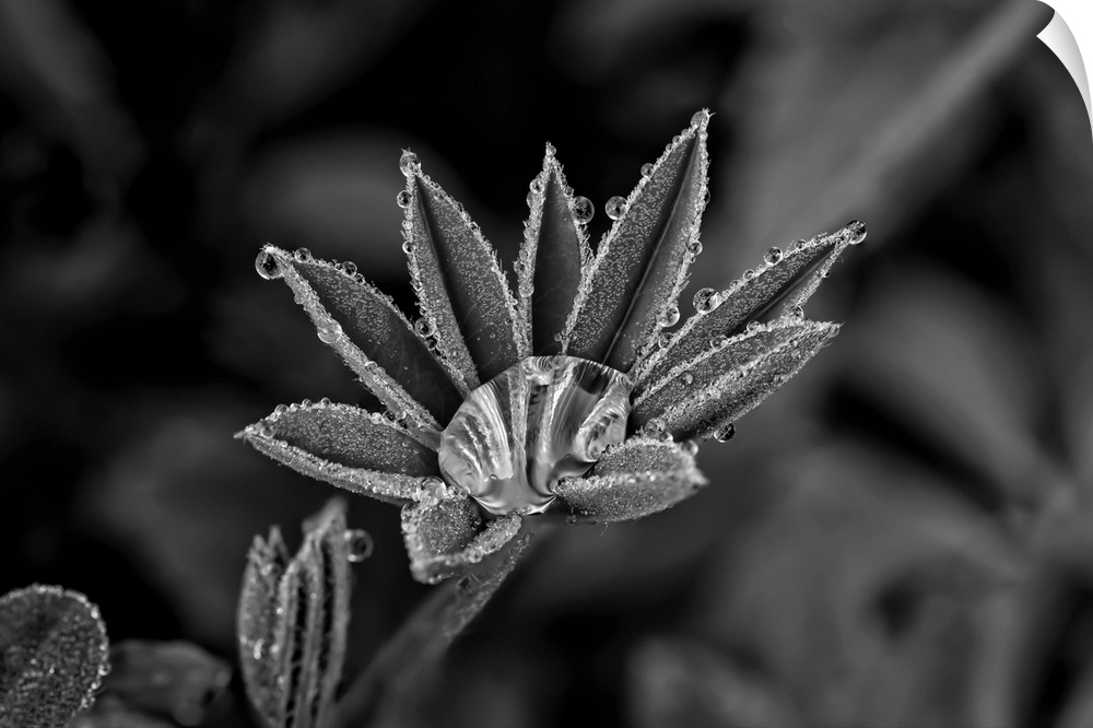 Lupine leaves with dew drops in black and white, united states of America.