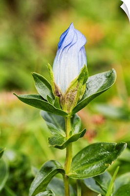 Macro of Broadpetal Gentian at Crow Pass in Chugach National Forest in Alaska
